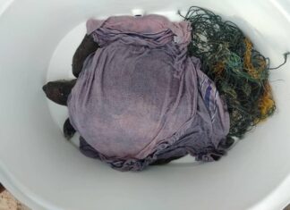 Sea Turtle Rescued from Fishing Net on Kamala Beach