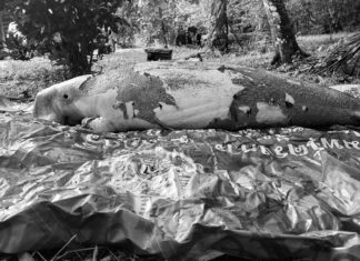 Dugong Found Dead on Krabi Beach