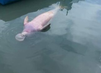 Znaleziono martwego diugonia w Phuket