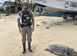 Grande tartaruga marina trovata morta sulla spiaggia di Kamala