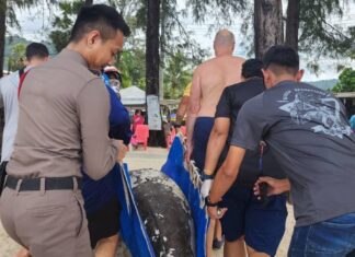 Toinen Dugong löydettiin kuolleena Phuketista