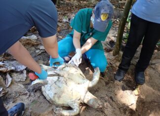 Znaleziono martwego żółwia morskiego w Thalang ze śmieciami w żołądku