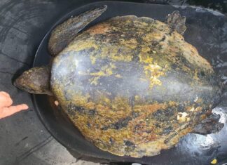 Huge Sea Turtle Rescued after Washing Up on Nai Yang Beach