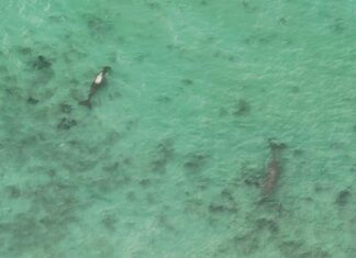 Największe historie z Phuket z ostatniego tygodnia: kradzież kryptowalut i nie tylko