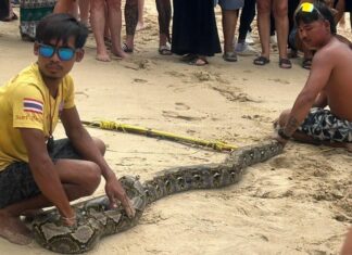 Kolmemetrinen Python pyydetty merestä Kamala Beachillä – VIDEO