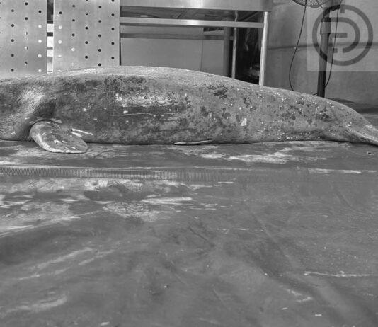 Dugong Found Dead in Krabi