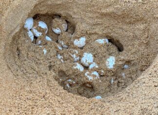 Sea Turtle Lays 124 eggs on Beach in Phang Nga
