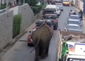 Wandering Elephant Captured in Cherng Talay Canal – VIDEOS
