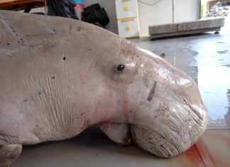 Dugongo trovato morto a Koh Kaew