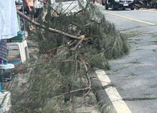 Lithuanian Tourist Dies after Tree Falls on Him in Thalang