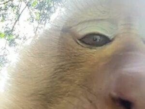 Phuket Monkey Snatches Mobile Phone From a Foreign Tourist and Takes a Selfie