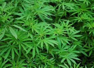 Thailand Proposes Stricter Cannabis Regulations Requiring Prescriptions and Medical Certificates