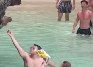 Westlicher Tourist muss mit Geldstrafe rechnen, weil er auf der Insel Phi Phi illegal Affen gefüttert hat