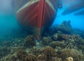 Noodplan in uitvoering om koraal op de Surin-eilanden te redden