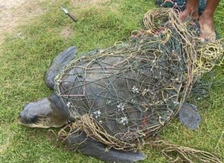 Uhanalainen merikilpikonna pelastettiin aaveverkosta Karon Beachillä