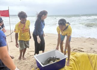 Jeden żółw morski uratowany, drugi zaginął wśród morskich śmieci w Phuket