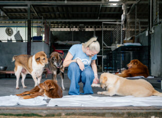Laatste kans op liefde: Soi Dog Foundation zoekt pleegouders voor hospicehonden