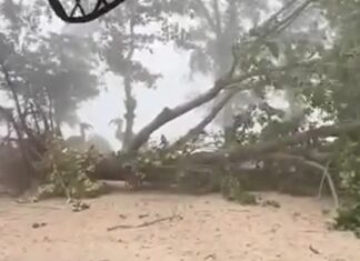 Kiinalainen nainen kuoli kaatuvan puun alle Chalongin saarella – VIDEO