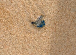 Myrkyllisiä meduusoja huuhtoutuu rannalle Kata Beachillä