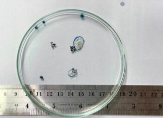 Sinisen lohikäärmeen merietanoita huuhtoutuu maihin Phuketissa