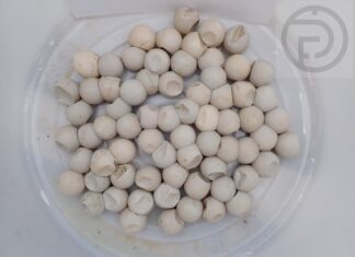 Znaleziono martwego żółwia morskiego w Rawai z 82 jajami i plastikiem w ciele