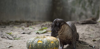 Les animaux sauvages sauvés dans le monde entier profitent de friandises d'enrichissement pour Halloween