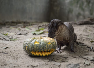 Les animaux sauvages sauvés dans le monde entier profitent de friandises d'enrichissement pour Halloween
