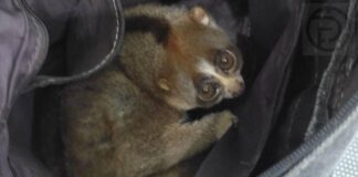 Loris lents protégés saisis à Kata Beach