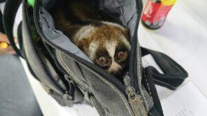 Repeat Offender Caught Exploiting Protected Slow Loris for Tourist Photos in Phuket