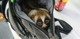 Un récidiviste arrêté à Phuket pour avoir exploité des loris lents, une espèce protégée, à des fins photographiques pour les touristes.
