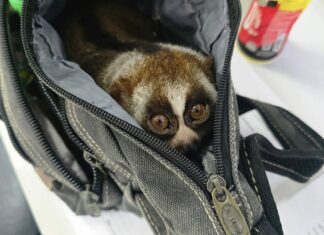 Κατ' εξακολούθηση παραβάτης συνελήφθη να εκμεταλλεύεται προστατευόμενο αργό Λόρι για τουριστικές φωτογραφίες στο Πουκέτ