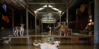 La fondation Soi Dog mobilise des équipes pour secourir les animaux touchés par les inondations à Hat Yai