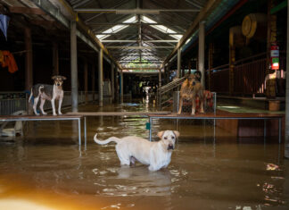 Stichting Soi Dog mobiliseert teams om door overstromingen getroffen dieren in Hat Yai te redden