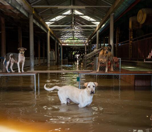 La Fundación Soi Dog moviliza equipos para rescatar animales afectados por las inundaciones en Hat Yai.