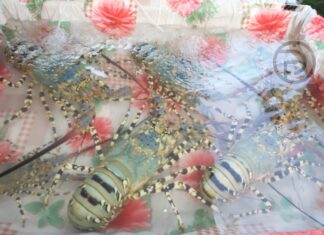 Phuket świętuje rejestrację „siedmiokolorowego homara”