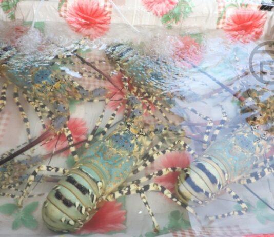 Phuket celebra el registro de la IG de la “langosta de siete colores”