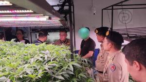 Officials Cracks Down on Nominee Cannabis Business in Krabi