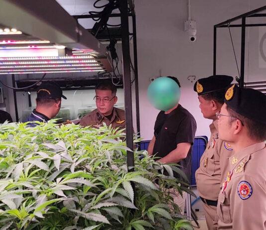 Officials Cracks Down on Nominee Cannabis Business in Krabi