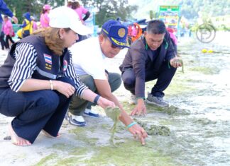 当局と地元企業が協力してパトンビーチの藻類除去に取り組む
