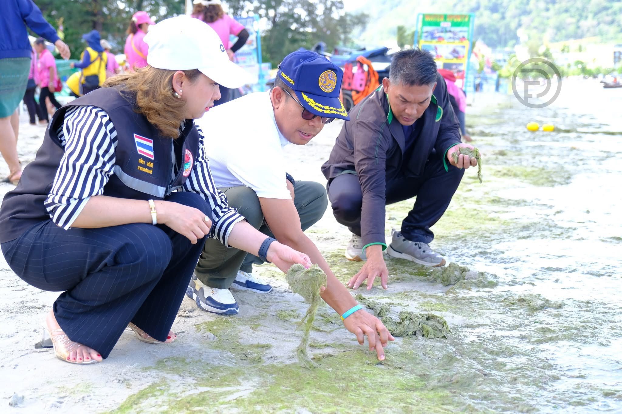 Officials and Local Businesses Join Forces to Clear Algae from Patong Beach