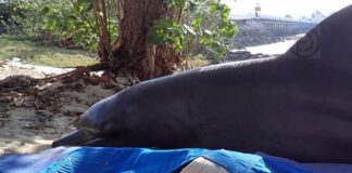 Delfín nariz de botella hallado muerto en la isla de Racha Yai