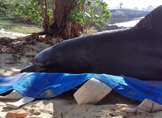 Ρινοδέλφινο βρέθηκε νεκρό στα ανοιχτά του νησιού Ράτσα Γιάι