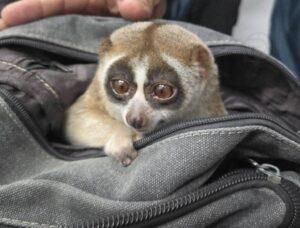 Slow Loris Seized in Phuket Crackdown on Illegal Wildlife Trade