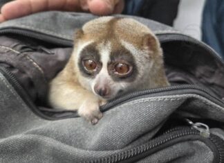 Un loris lento fue incautado en una operación contra el comercio ilegal de vida silvestre en Phuket.