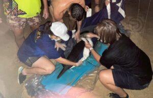Dolphin Rescued After Getting Stranded on Beach in Thalang