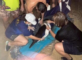 Dolphin Rescued After Getting Stranded on Beach in Thalang