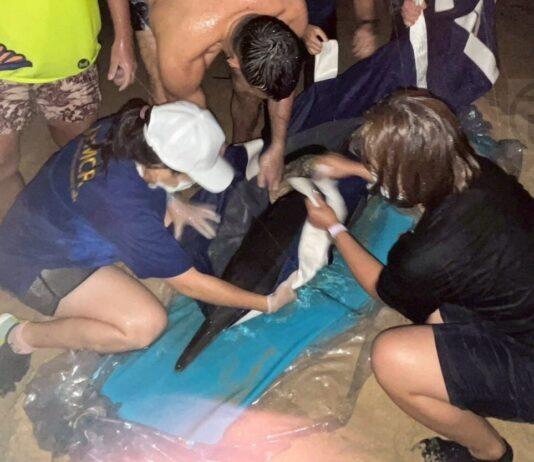Dolphin Rescued After Getting Stranded on Beach in Thalang