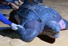Leatherback Sea Turtle Lays 119 Eggs on Phang Nga Beach