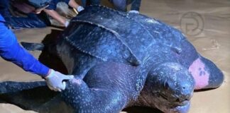 Leatherback Sea Turtle Lays 119 Eggs on Phang Nga Beach