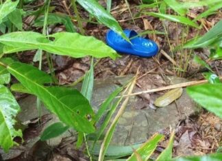 Die Suche nach dem vermissten Kleinkind in Phang Nga geht in den dritten Tag.